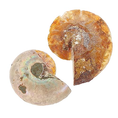 ULTECHNOVO 2 Stück Fossilien Dekorative Probe Für Paläontologie Labordekorationen 2-4cm ULTECHNOVO 2 Stück Fossilien Dekorative Probe Für Paläontologie Labordekorationen 2-4cm von ULTECHNOVO