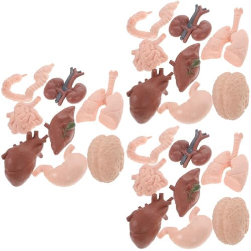 ULTECHNOVO 24 Stk Menschliches Organmodell Lernen Menschlicher Körperteile Orgelstütze Orgelmodell Dekor Lernorganmodell Künstliches Organmodell Dissektor Haupt 3d Plastik von ULTECHNOVO