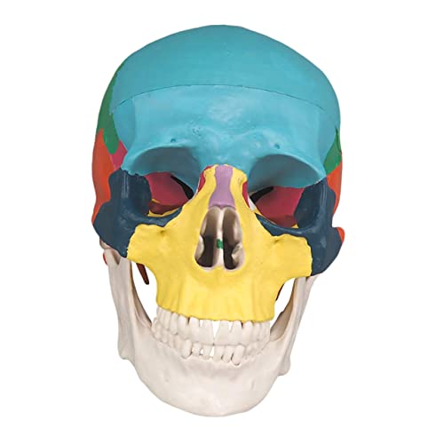 ULTECHNOVO 2St Knochenschädel totenkopf the skulls erwachsenes schädelmodell menschlicher Schädel Modelle abnehmbares menschliches Schädelmodell anatomisches Lehrmodell medizinisch Statue 3d von ULTECHNOVO
