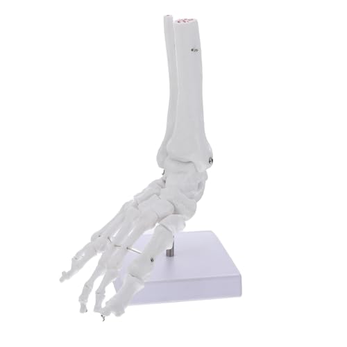 ULTECHNOVO 2St Menschlicher Knöchel unterricht Fußgelenkmodell Skelettmodell Fußgelenk menschliches Skelettmodell menschliches Fußknochenmodell Modelle PVC-Knöchelgelenkmodell Base Fußmodell von ULTECHNOVO