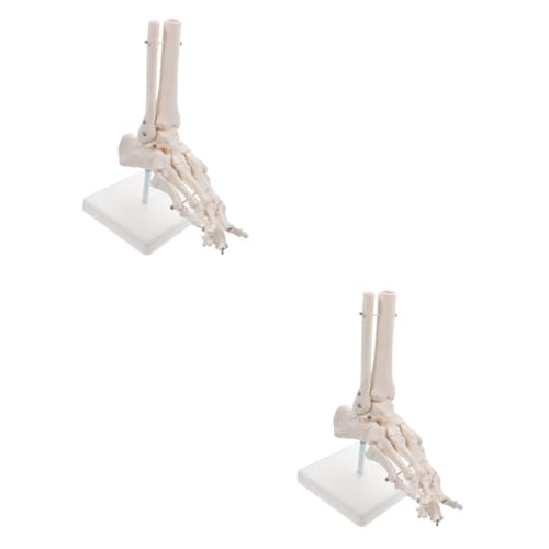 ULTECHNOVO 2st Modell Des Fußgelenks Skelettfußmodell Menschliches Gelenkmodell Puppe Modell Des Fußskeletts Fußknochenmodell Menschliches Fußmodell Ausrüstung Menschlicher Körper Weiß Pvc von ULTECHNOVO
