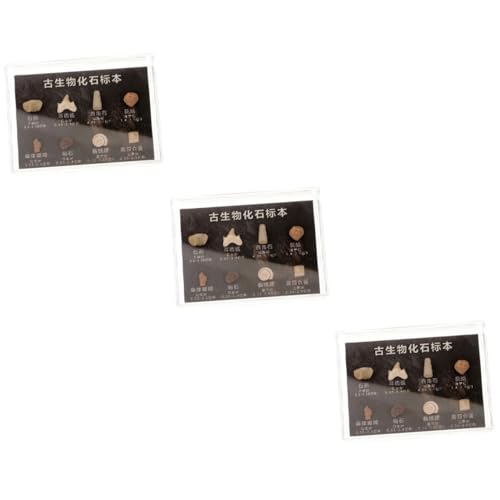 ULTECHNOVO 3 Kisten fossiles Exemplar Dinosaurier- Geode Wissenschaft zähne Fossilienexemplare Fossile Ornamente von Fischen mit Wolfsflossen echtes Modell Desktop-Ornament Figuren ULTECHNOVO 3 Kisten fossiles Exemplar Dinosaurier- Geode Wissenschaft zähne Fossilienexemplare Fossile Ornamente von Fischen mit Wolfsflossen echtes Modell Desktop-Ornament Figuren von ULTECHNOVO