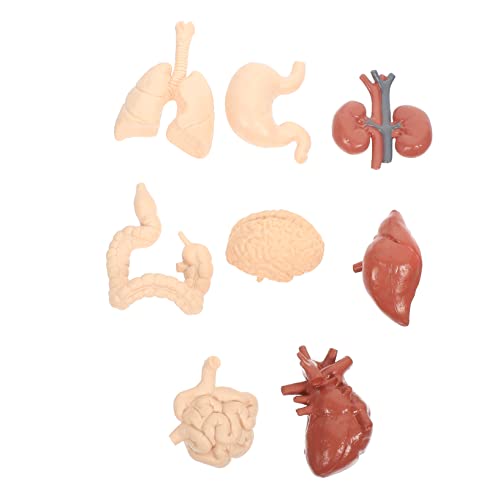 ULTECHNOVO 3 Sätze Menschliches inneres Organmodell geschenke für kinder kindergeschenke Modell der menschlichen inneren Organe Anatomie und Physiologie des Menschen Modelle von ULTECHNOVO