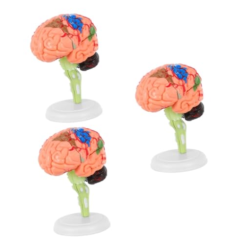 ULTECHNOVO 3 Stk Experimentelle Lehrmedizin abnehmbares Gehirnmodell Gehirnmodelle medizinisches zerebrovaskuläres Modell Zusammengebautes Gehirnmodell menschlicher Körper Spielzeug 4d PVC von ULTECHNOVO