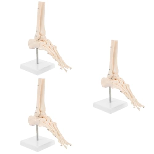 ULTECHNOVO 3 Stk Fuß Anatomie Fußgelenkmodell Fußknochenmodell medizinische Untersuchungsmaterialien anatomisches Fußmodell Modelle PVC-Knöchelgelenkmodell plastisches anatomisches Modell von ULTECHNOVO