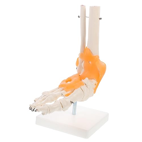 ULTECHNOVO 3 Stk Mannequin laborbedarf Fußgelenkmodell wissenschaftliche Unterrichtsmaterialien menschliches Skelettmodell werkzeug Modelle Anatomisches Modell des Fußskeletts Base PVC von ULTECHNOVO