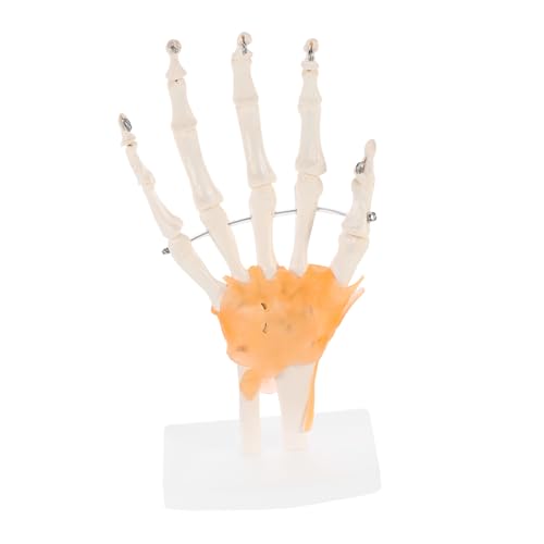 ULTECHNOVO 3 Stk Mannequin human body anatomy model Human anatomy model wissenschaftliche Unterrichtsmaterialien Handskelettmodell Modelle werkzeug Modell der Handskelett-Gelenkgelenke Base von ULTECHNOVO