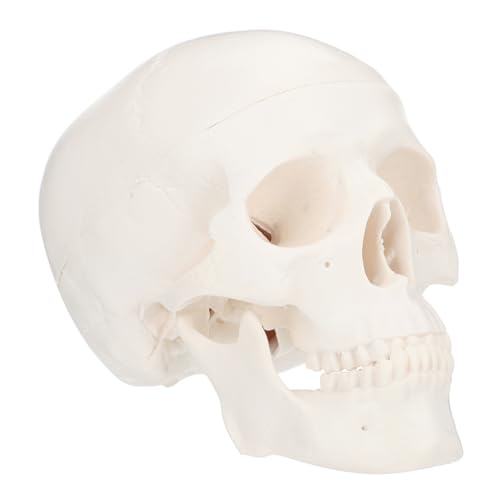 ULTECHNOVO 3 Stk Schädel Skelett- großer realistisch Skeletthand Skelett-Halloween-Dekoration riesiges Skelett the skulls totenhosen - aus Kunststoff Plastik Weiß von ULTECHNOVO