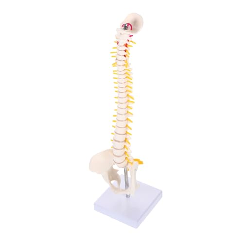ULTECHNOVO 3 Stk Wirbelsäulenmodell Skelettmodell der Wirbelsäule Lehren Rückenmodell Skelettmodell Wirbelsäule Modelle Steißbein-Anatomie-Modell Medizinisches Anatomiemodell Halswirbelsäule von ULTECHNOVO
