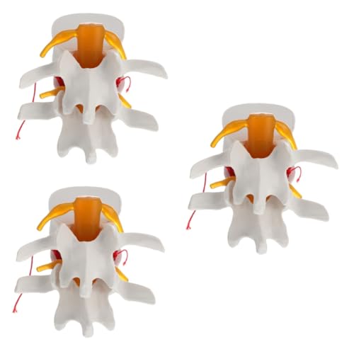 ULTECHNOVO 3 Stk Wirbelsäulenmodell Spiralförmiges Knochenmodell Medizinisches Ausbildungsmodell Modell Der Wirbelsäule Manaquin Menschliches Bandscheibenmodell Puppe Menschlicher Körper Pvc von ULTECHNOVO