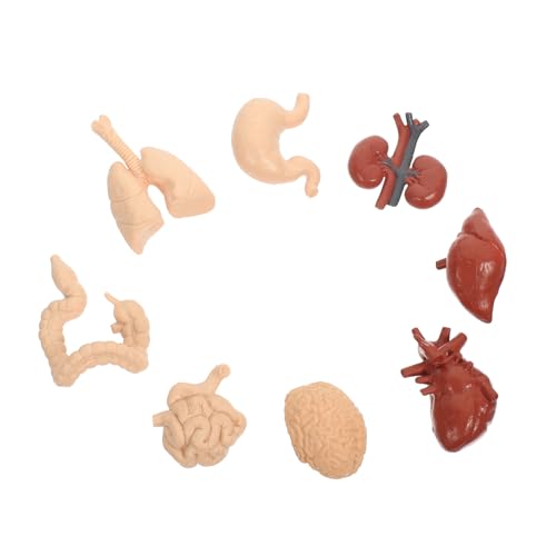 ULTECHNOVO 5 Sätze Menschliches inneres Organmodell geschenke für kinder kindergeschenke Anatomiemodell des menschlichen Torsos Modell der Organe Kinderspielzeug Modelle PVC von ULTECHNOVO