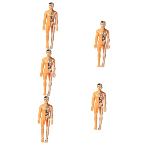 ULTECHNOVO 5 Teiliges Modell Menschlicher Organe Kinderspielzeug Modelle Skelettspielzeug Wissenschaftsset Für Den Menschlichen Körper Für Für Den Menschlichen Körper Modell Des von ULTECHNOVO