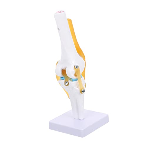 ULTECHNOVO Anatomisches Modell Des Menschlichen Kniegelenks Realistische Bewegung Für Lehren Und Lernen von ULTECHNOVO