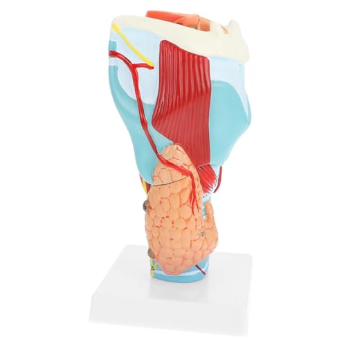 ULTECHNOVO Halsmodell Modelle Modell Der Halsanatomie Anatomischer Apparat Modell Des Menschlichen Halses Instrument Pvc Menschlicher Körper von ULTECHNOVO