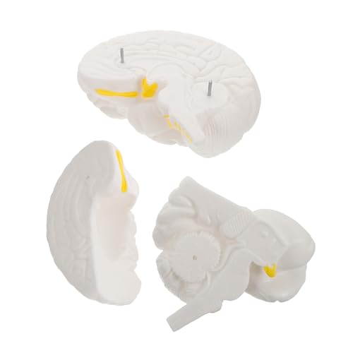 ULTECHNOVO Hirnanatomie -Lehrmodell Strukturmodell des menschlichen Gehirns Körperteilmodell abnehmbares Gehirnmodell Plastikgehirn Hirnfigurmodell Anatomie Figur Wissenschaftsmodell PVC Weiß ULTECHNOVO Hirnanatomie -Lehrmodell Strukturmodell des menschlichen Gehirns Körperteilmodell abnehmbares Gehirnmodell Plastikgehirn Hirnfigurmodell Anatomie Figur Wissenschaftsmodell PVC Weiß von ULTECHNOVO