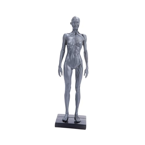 ULTECHNOVO Menschliches Muskelmodell Modelle bastelsachen menschliche Körperstütze Modell des menschlichen Körpers menschlicher Körper Säule Material Kunsthandwerk von ULTECHNOVO