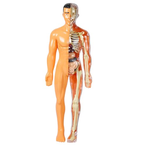 ULTECHNOVO Human Body Model Junge Mädchen Spielzeug Anatomisches Skelett Und Organe Modell Für Lernzwecke Interaktive Wissenschafts-kits Für Junge Mädchen Und Jugendliche ULTECHNOVO Human Body Model Junge Mädchen Spielzeug Anatomisches Skelett Und Organe Modell Für Lernzwecke Interaktive Wissenschafts-kits Für Junge Mädchen Und Jugendliche von ULTECHNOVO
