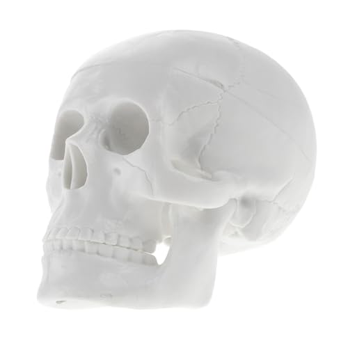 ULTECHNOVO Mini Kopfmodell Anatomisches Schädelmodell aus Robustem für Halloween Dekoration und Lehrzwecke für Studien und Kreative Displays ULTECHNOVO Mini Kopfmodell Anatomisches Schädelmodell aus Robustem für Halloween Dekoration und Lehrzwecke für Studien und Kreative Displays von ULTECHNOVO
