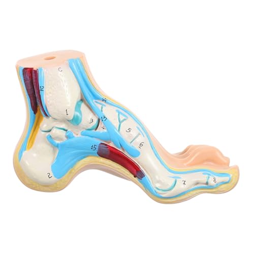 ULTECHNOVO Modell des Fußgelenks Fußgelenkmodell Fußknochenmodell Fußbogenmodell Modelle Modell des Fußgewölbes im Krankenhaus Modell des menschlichen Fußgewölbes medizinisch Schimmel Vinyl von ULTECHNOVO