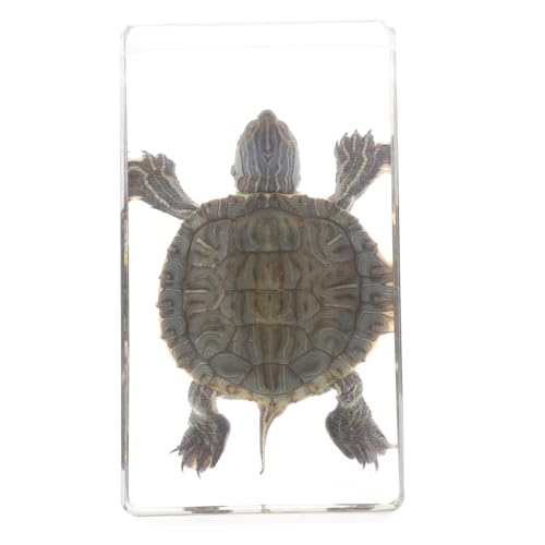 ULTECHNOVO Realistisches Schildkrötenmodell Dekorative Figur aus Resin für Klassenräume und Wohnkultur Vielseitig Einsetzbar und Ausstellungsstück für Naturkunde und Desktop Ornament ULTECHNOVO Realistisches Schildkrötenmodell Dekorative Figur aus Resin für Klassenräume und Wohnkultur Vielseitig Einsetzbar und Ausstellungsstück für Naturkunde und Desktop Ornament von ULTECHNOVO