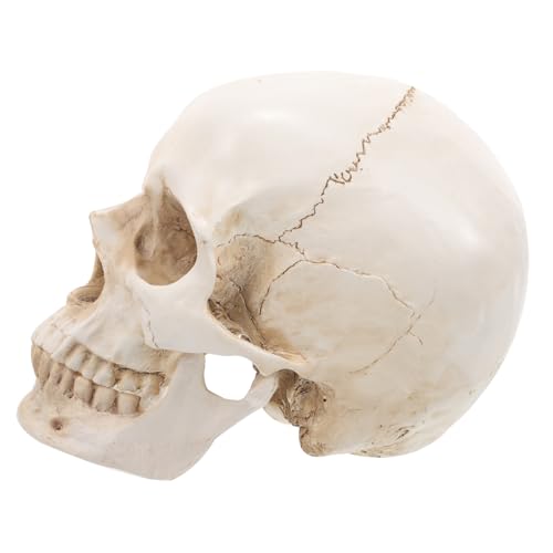 ULTECHNOVO Schädel Aus Harz Realistischer Menschlicher Schädel Skelett-statue Menschliches Schädelmodell Gefälschter Anatomisches Schädelmodell Lehrschädelmodell Erwachsener Kurs von ULTECHNOVO