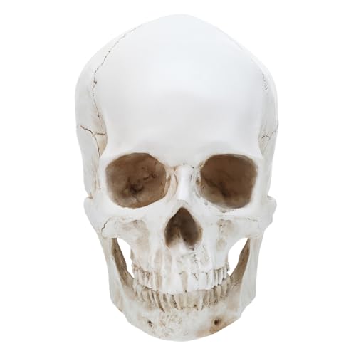 ULTECHNOVO Schädelmodell realistisch medizinischer Schädel Schädelgesichtskulptur modelliert den menschlichen Körper korrekter Schädel menschlicher Schädel von ULTECHNOVO