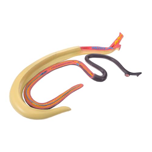 ULTECHNOVO Schistosoma-modell Anatomiemodell Anatomisches Modell Tierische Kognitive Stütze Tierlernstütze Pädagogisches Lernspielzeug Tiermodell Wissenschaftsbedarf Lehrhilfe Plastik von ULTECHNOVO