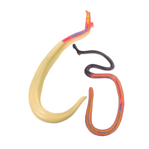 ULTECHNOVO Schistosoma Modell Anatomisches Lehrmittel Für Biologieunterricht Realistische Darstellung Abnehmbar Und Langlebig Geeignet Für Struktur Und Funktionserklärung Von Blutegeln ULTECHNOVO Schistosoma Modell Anatomisches Lehrmittel Für Biologieunterricht Realistische Darstellung Abnehmbar Und Langlebig Geeignet Für Struktur Und Funktionserklärung Von Blutegeln von ULTECHNOVO