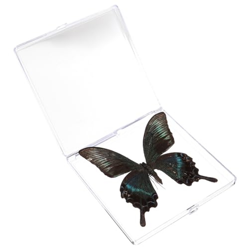 ULTECHNOVO Schmetterlings-exemplar Exemplar-ausstellungsbox Ausstellungsexemplar Probe Schmetterlingspräparate Schmetterlingsexemplar-dekor Schmetterlingsartefakt Kind Plastik Insekt Anhänger von ULTECHNOVO