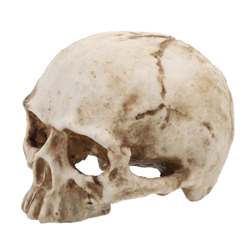ULTECHNOVO Simuliertes menschliches Schädelmodell menschliches Skelett Schädellampe Gesicht totenköpfe halloween wohnungseinrichtung Schädelmodell aus Harz Modelle für die Anatomie von ULTECHNOVO