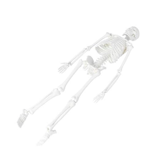 ULTECHNOVO Statue Des Menschlichen Skeletts Modelle Menschliches Skelettmodell Modell Des Menschlichen Körpers Für Kinder Anatomiemodell Skelett in Voller Größe Menschlicher Körper Ausrüstung von ULTECHNOVO