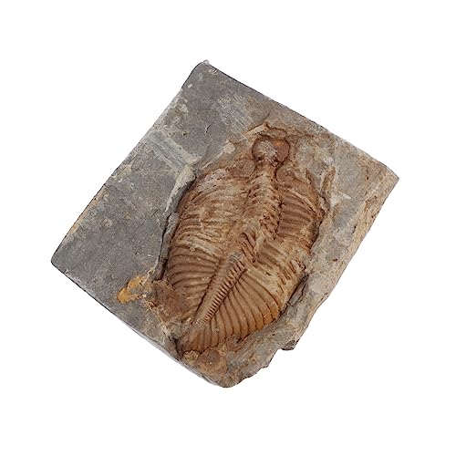 ULTECHNOVO Trilobite Sammlung Echte Fossilien für Ausbildung Perfektes für Paläontologie Enthusiasten Langlebige Sichere Dekoration für Zuhause Büro von ULTECHNOVO