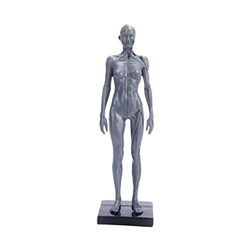 ULTECHNOVO bastelsachen Modelle Menschliches Muskelmodell Modell des menschlichen Körpers menschliche Körperstütze menschlicher Körper Säule Material Kunsthandwerk von ULTECHNOVO