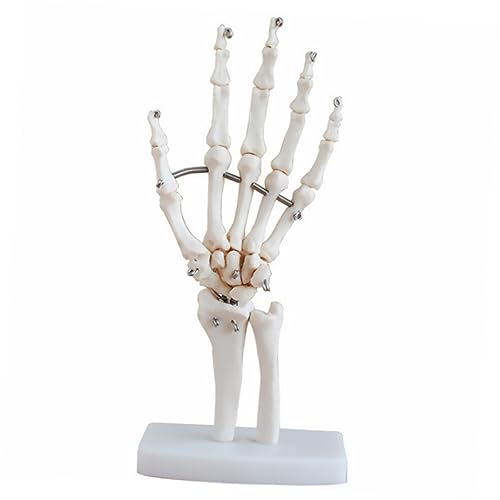 ULTECHNOVO handgelenk modell Menschliches anatomisches Modell Gelenke Hand Human hand model Hand joint model Modelle werkzeug Ausbildungsmodell für Arztpraxen Gelenkmodell mit Sockel Büro PVC von ULTECHNOVO