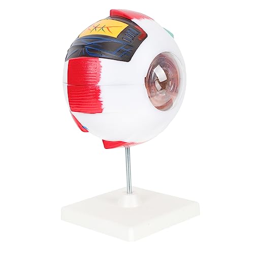 ULTECHNOVO Anatomisches Modell Des Menschlichen Auges – 6-fach Vergrößert Pvc-material Für Und Pädagogische Zwecke von ULTECHNOVO