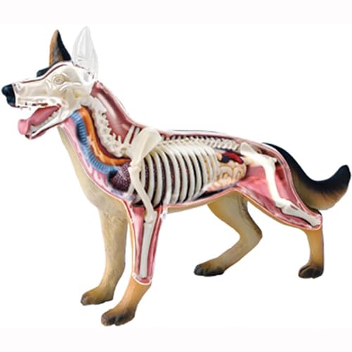 UNbit 4D Hund Anatomie Modell, Hund Hundeskelett, Tier-Skelett-Exemplar, abnehmbare Biologie, 29 Teile für Tier Lehre Demonstration UNbit 4D Hund Anatomie Modell, Hund Hundeskelett, Tier-Skelett-Exemplar, abnehmbare Biologie, 29 Teile für Tier Lehre Demonstration von UNbit