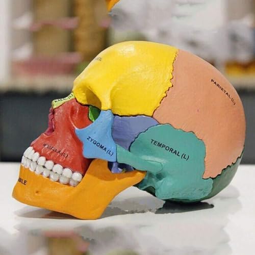 UNbit Wissenschaftliche menschliche Anatomie 1:1 Didaktisches Modell Schädel Anatomie Farbige Knochen Erwachsene Schädel PVC 17-teilig von UNbit