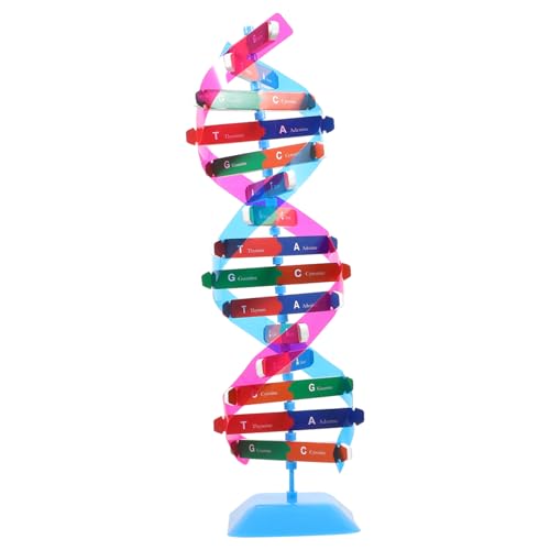 UPKOCH 1satz DNA Für Schüler Doppelhelix Zusammenbaubar Lehrinstrument Für -experimente Gefertigt Geeignet Für Schulprojekte Und Wissenschaftliche Studien UPKOCH 1satz DNA Für Schüler Doppelhelix Zusammenbaubar Lehrinstrument Für -experimente Gefertigt Geeignet Für Schulprojekte Und Wissenschaftliche Studien von UPKOCH