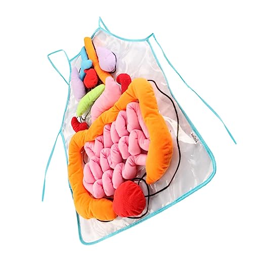 UPKOCH Pädagogische Anatomie-schürze Für Kinder Abnehmbare Organe Interaktives Lernspielzeug Für Die Früherziehung von UPKOCH
