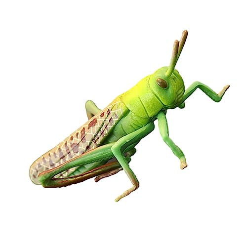 UPKOCH 1stück Realistisches Heuschrecken-Modell Kunststoff Lebensechtes Insekten-Spielzeug Für Und Dekorationszwecke Kognitives Lernspielzeug Biologisches Verständnis von UPKOCH