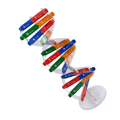 UPKOCH 1satz DNA Doppelhelix Modell Wissenschaftliches Lernspielzeug Für Junge Mädchen Bausatz Kreativität Und Praktisches Lehrmittel Für Schule Und Zuhause Für Experimente Und von UPKOCH