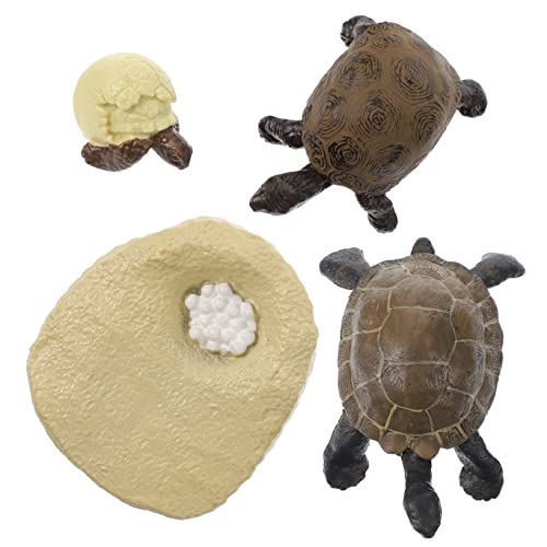 UPKOCH 1Satz Schildkrötenfiguren für Lebenszyklus Lehrhilfe für Simulation von Schildkrötenwachstum Realistisches Modell aus Hochwertigem Material für Naturwissenschaften von UPKOCH