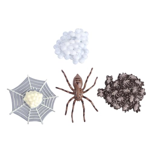 UPKOCH 1Satz Tierisches Evolutionsmodell Insektenwachstumszyklus Spider Lebenszyklus Modell für Vorschule Spiel und Naturwissenschaften von UPKOCH