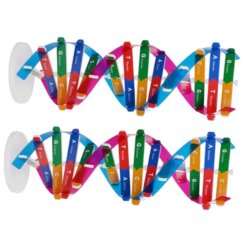 UPKOCH 2 Stück Teiliges DNA Modell für Wissenschaftliches Lernspielzeug zur Doppelhelix Visualisierung Fördert Konzentration und Analytische Fähigkeiten für Biologieunterricht UPKOCH 2 Stück Teiliges DNA Modell für Wissenschaftliches Lernspielzeug zur Doppelhelix Visualisierung Fördert Konzentration und Analytische Fähigkeiten für Biologieunterricht von UPKOCH