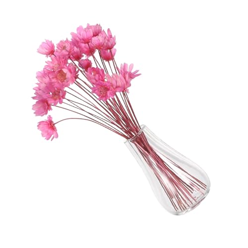 UPKOCH 2 Stück Teiliges Getrocknete Blumen in Glasvasen Miniatur-Dekoration mit Winzigen Trockenblumen für Puppenhaus-zubehör Mini-Pflanzen und Kreative Wohnraumgestaltung von UPKOCH