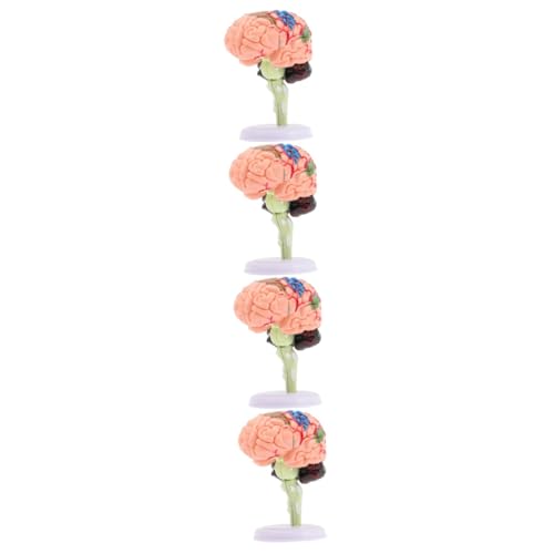 UPKOCH 4 Stück Gehirnstrukturmodell Modelle Anatomiemodell Gehirnmodell Für Die Neurowissenschaft Unterrichtsmodell Modell Der Gehirnanatomie Menschlicher Körper PVC Spielzeug 4d von UPKOCH