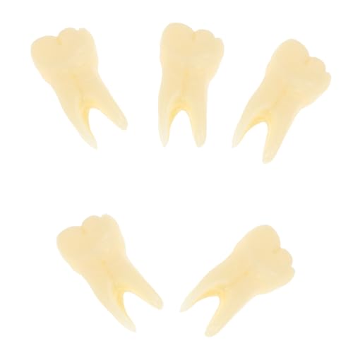 UPKOCH 5 Stück Zahnmodell Zahnspielzeug Zahnmedizinisches Zahnarztspielzeug Zahnmedizinisches Lernspielzeug Zahnkunde Modellzähne Zahnersatzzähne Stützzähne Harz Beige UPKOCH 5 Stück Zahnmodell Zahnspielzeug Zahnmedizinisches Zahnarztspielzeug Zahnmedizinisches Lernspielzeug Zahnkunde Modellzähne Zahnersatzzähne Stützzähne Harz Beige von UPKOCH