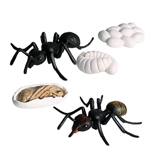 UPKOCH 5 Teiliges Ant Modell Set Realistische Ameisen Figuren Für Lernspielzeug Zur Darstellung des Ameisenwachstums Ideal Für Kindergarten Und Zuhause UPKOCH 5 Teiliges Ant Modell Set Realistische Ameisen Figuren Für Lernspielzeug Zur Darstellung des Ameisenwachstums Ideal Für Kindergarten Und Zuhause von UPKOCH