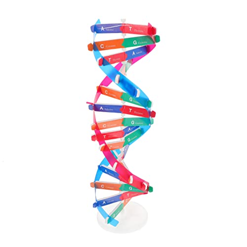 UPKOCH DNA Modell Bausatz für Selbstmontage Lernspielzeug Wissenschaftliches Lehrmittel Klassenzimmer Unterrichtshilfe Kreatives Experimentierset von UPKOCH