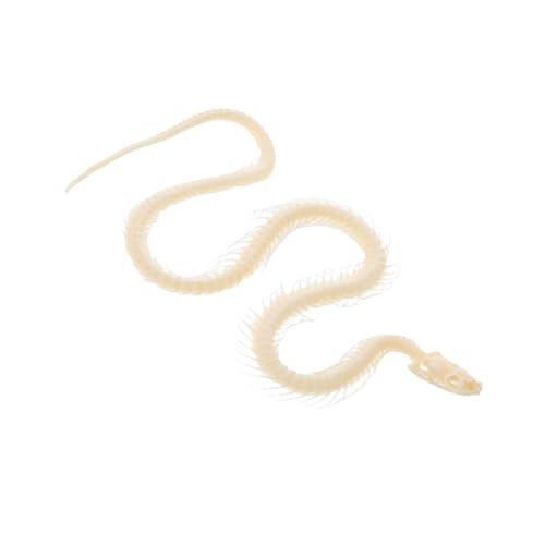 UPKOCH Exemplar eines Schlangenskeletts Tierpräparate bastelset Dekoration Skelett Schlange echtes Exemplar tierisches Skelett Schlangenskelett Halloween Exemplare Knochen Beige UPKOCH Exemplar eines Schlangenskeletts Tierpräparate bastelset Dekoration Skelett Schlange echtes Exemplar tierisches Skelett Schlangenskelett Halloween Exemplare Knochen Beige von UPKOCH